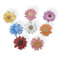 Saga 20mm Gerbera Nr.495