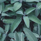Barbie fabric Green leaves 3D