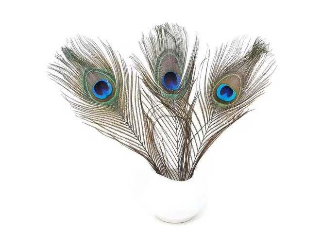 5 White Decorative Peacock Feathers pigiau