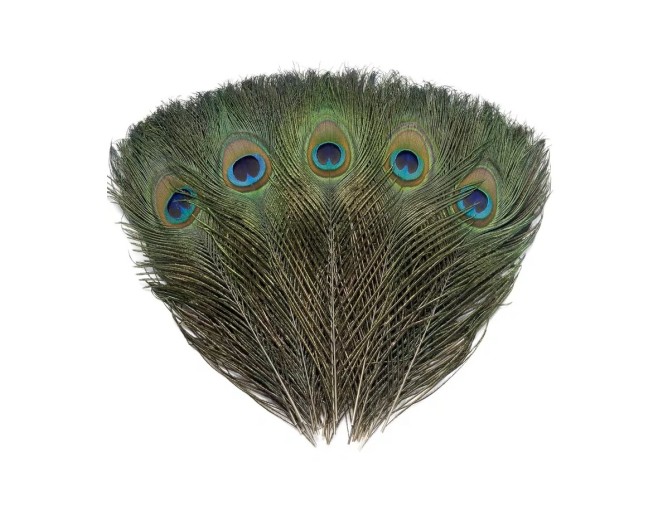 5 White Decorative Peacock Feathers
