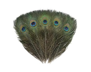 5 White Decorative Peacock Feathers