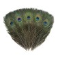 5 White Decorative Peacock Feathers