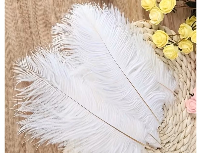 5 Decorative Thrush Feathers, White pigiau